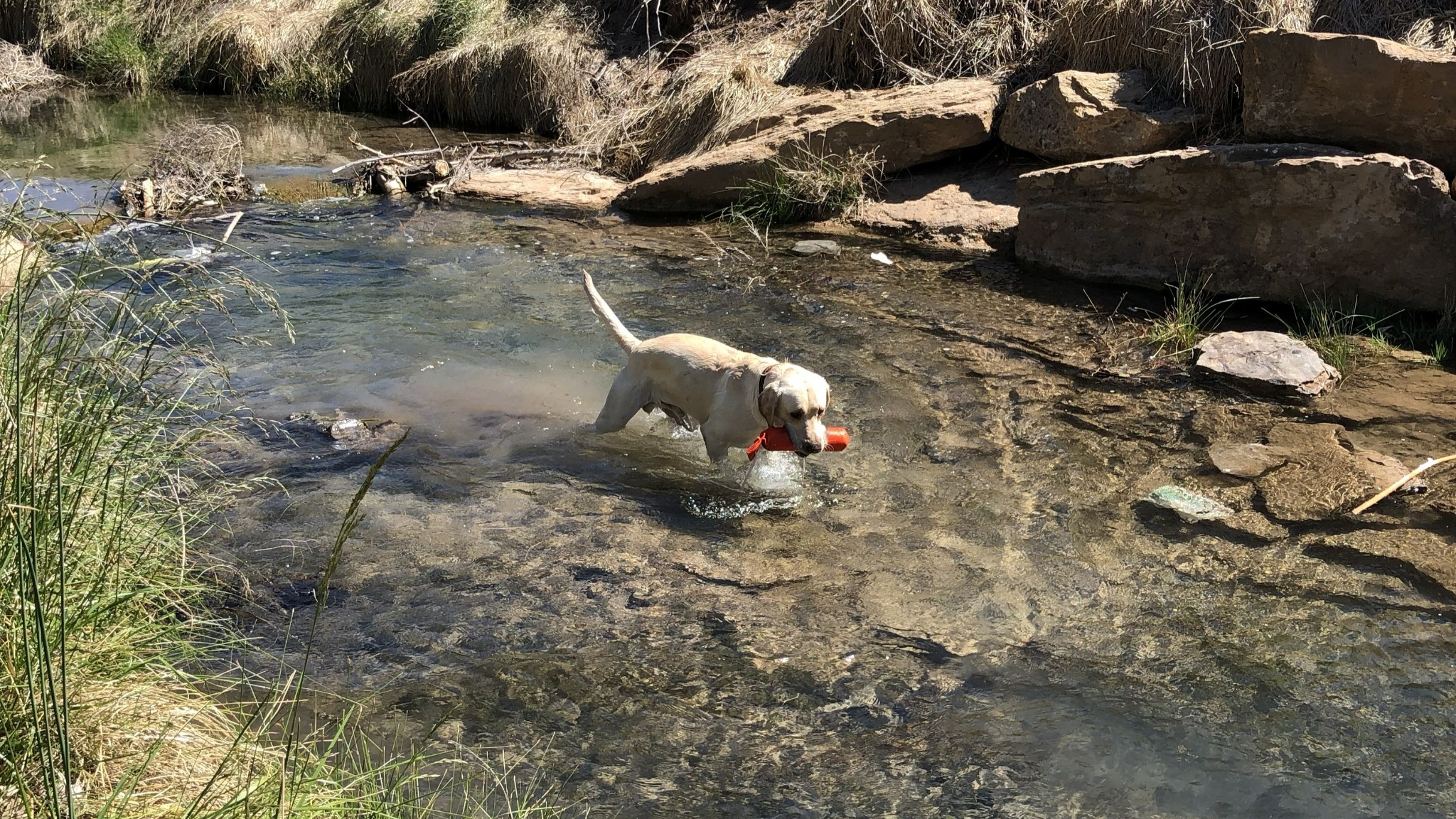 Dog exploring a creek