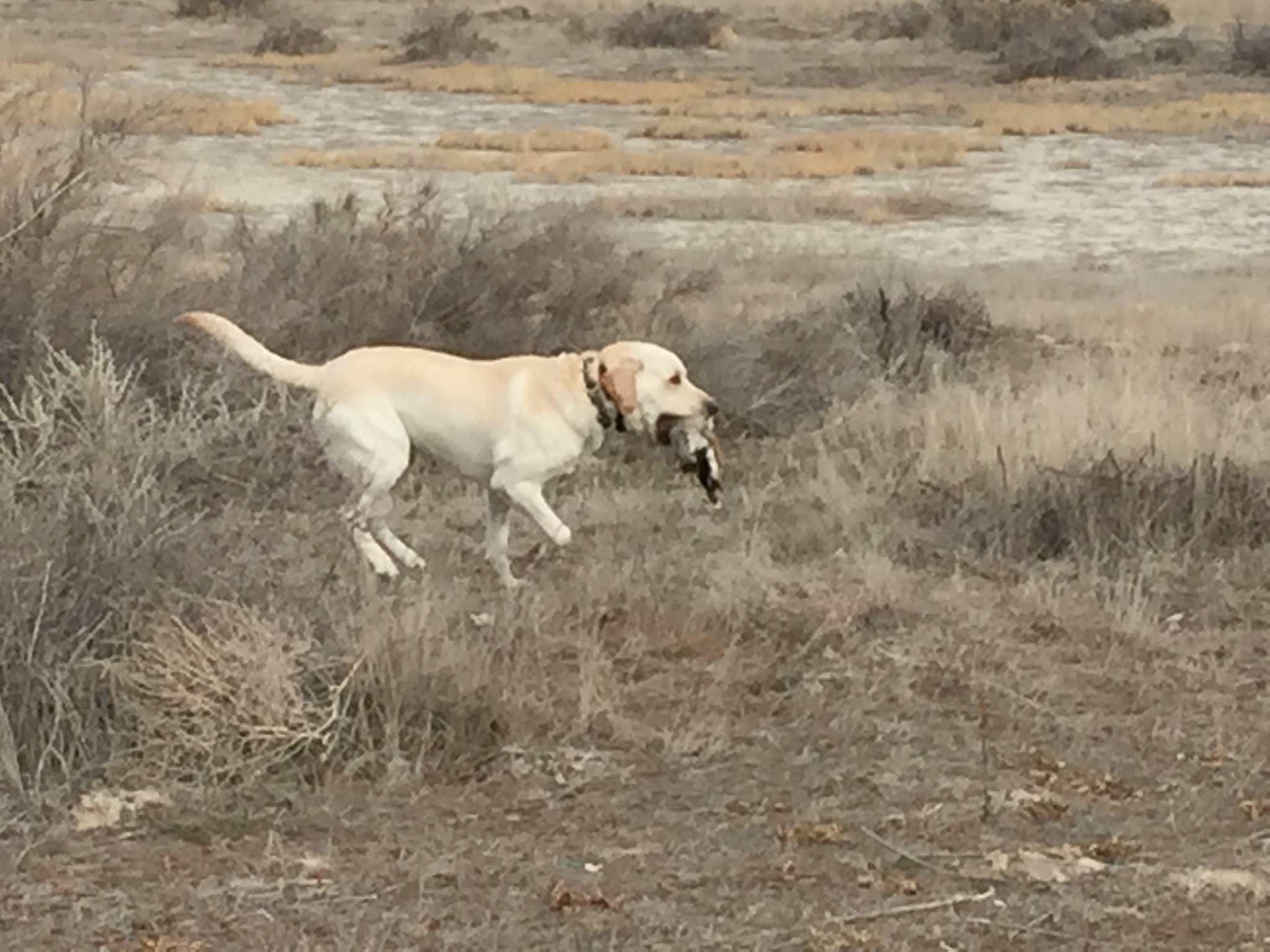 Dog running through a field