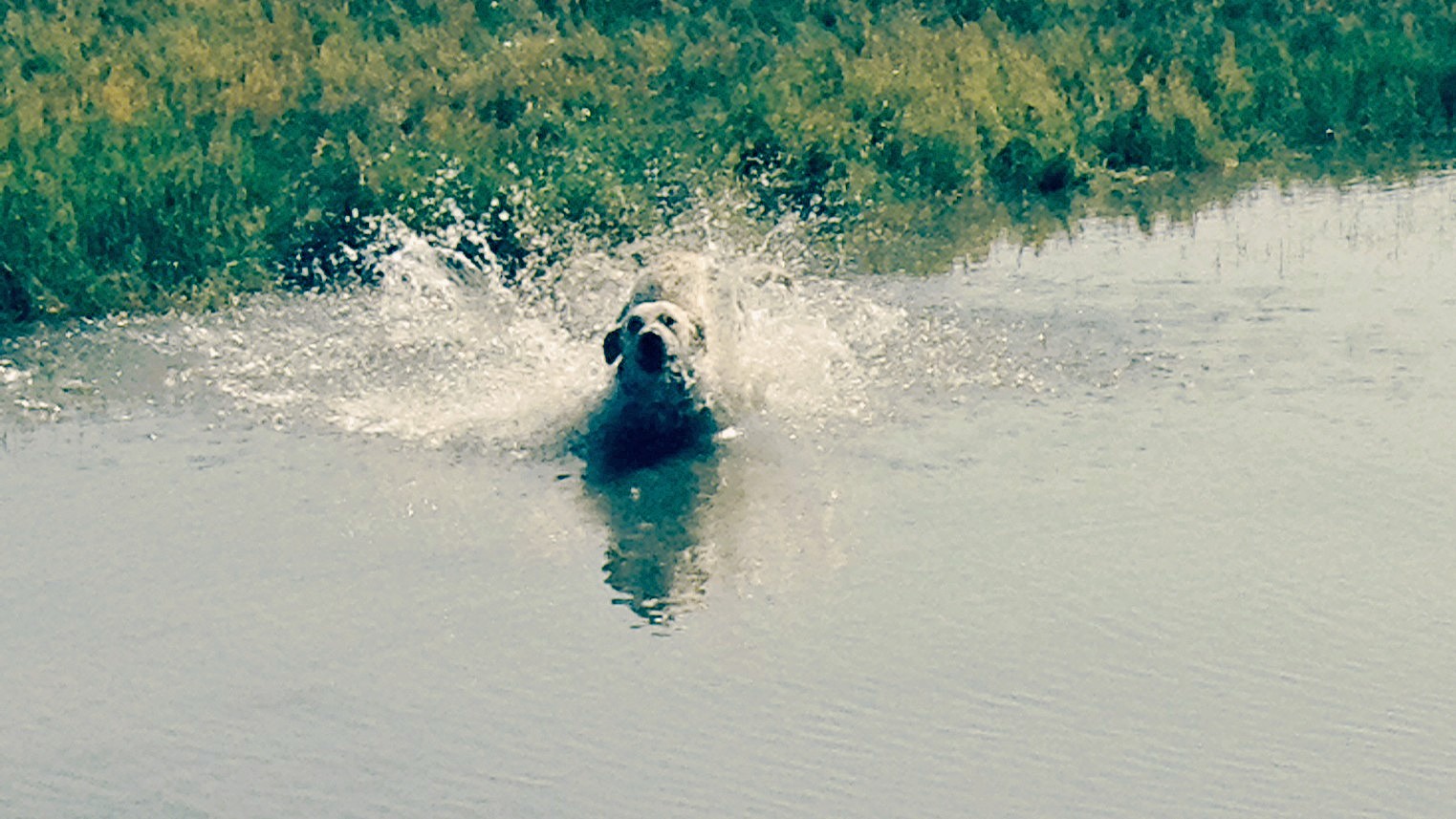 Dog running through water